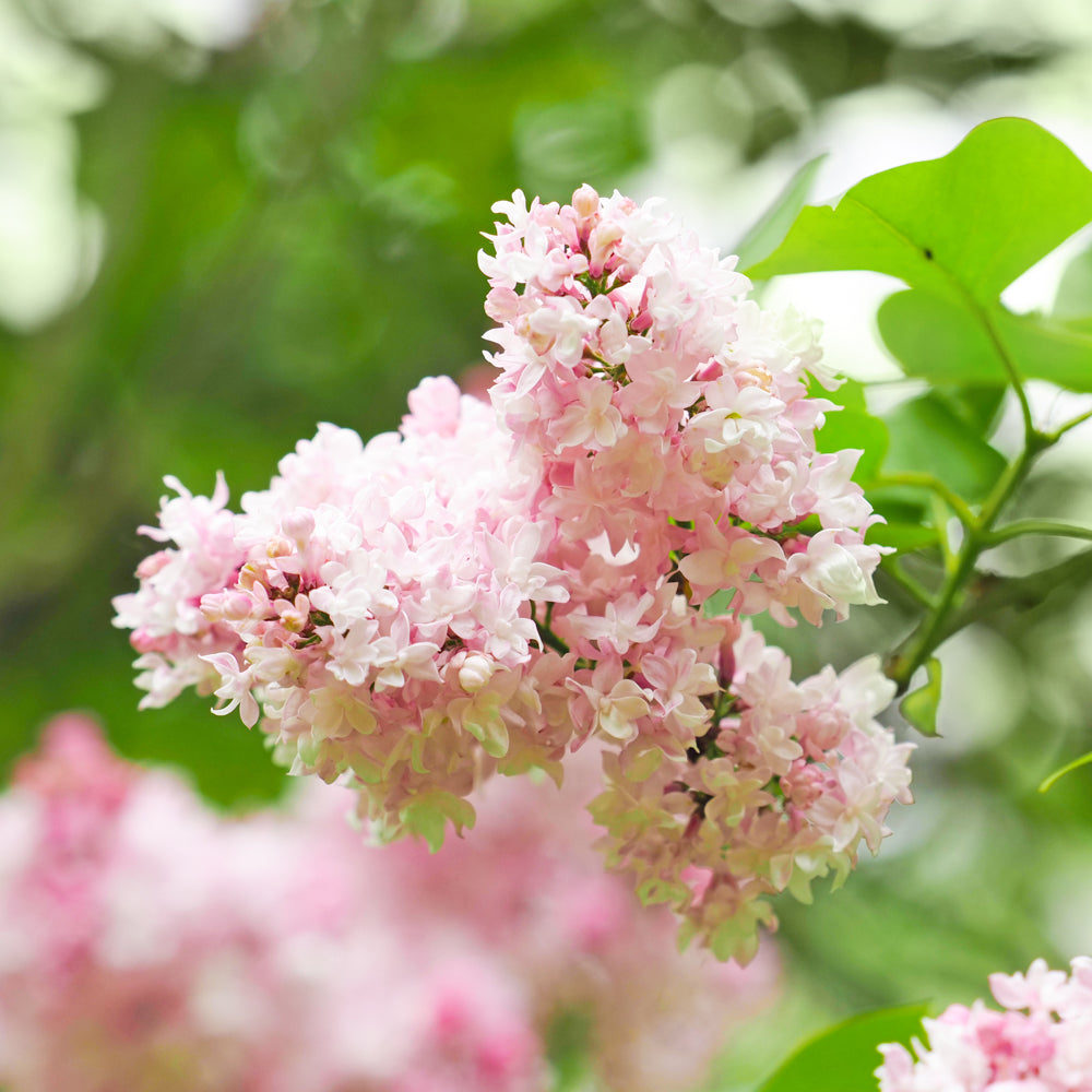 Syringa vulgaris 'Beauty of Moscow'