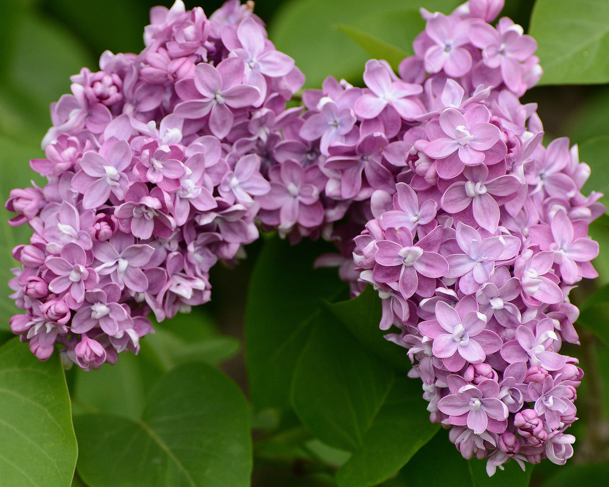 Lilas commun ‘Belle de Nancy’ (Syringa vulgaris)