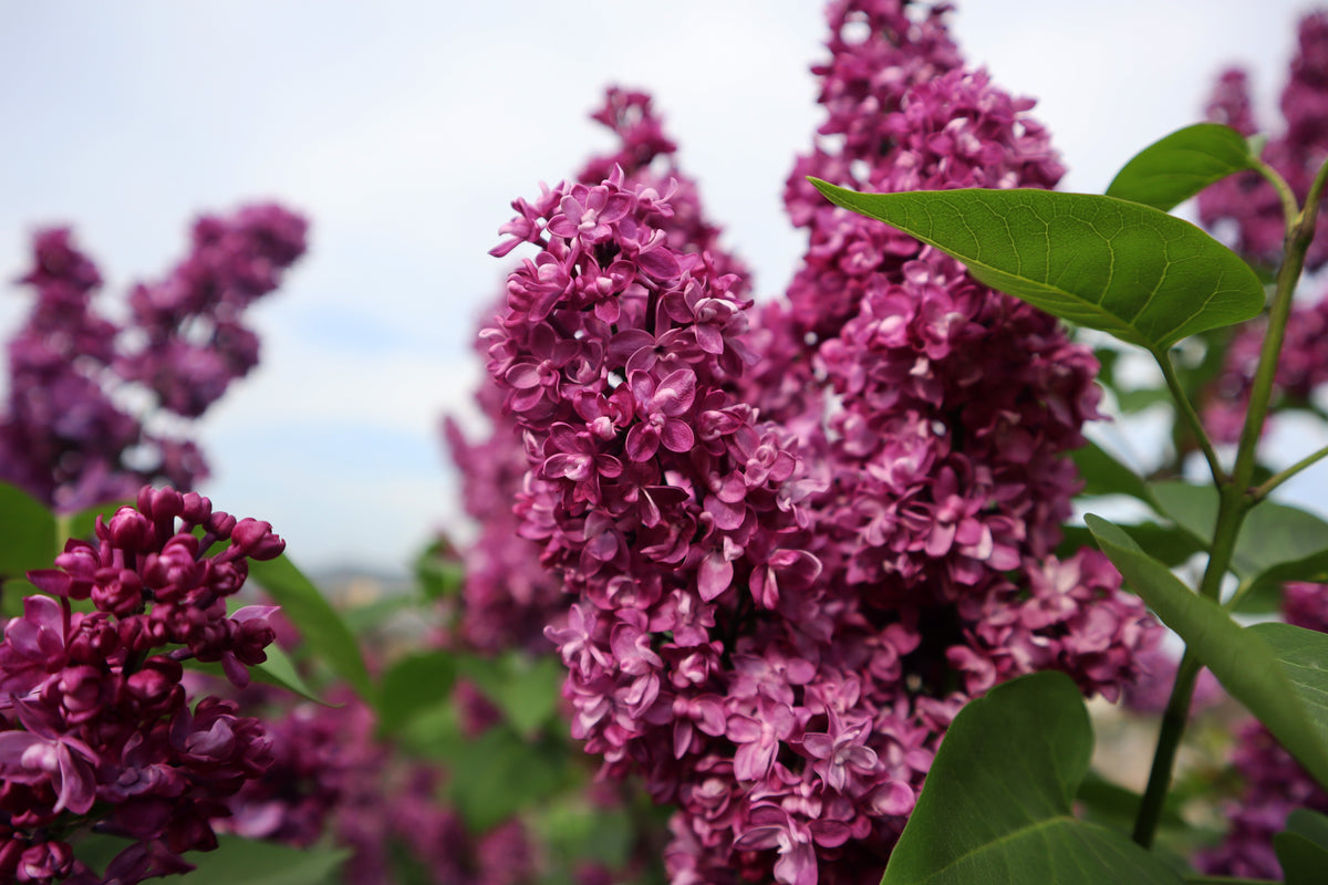 Syringa vulgaris
