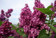Syringa vulgaris