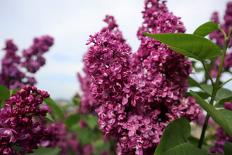 Lilas commun (Syringa vulgaris)