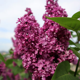 Lilas commun ‘Charles Joly’ (Syringa vulgaris)