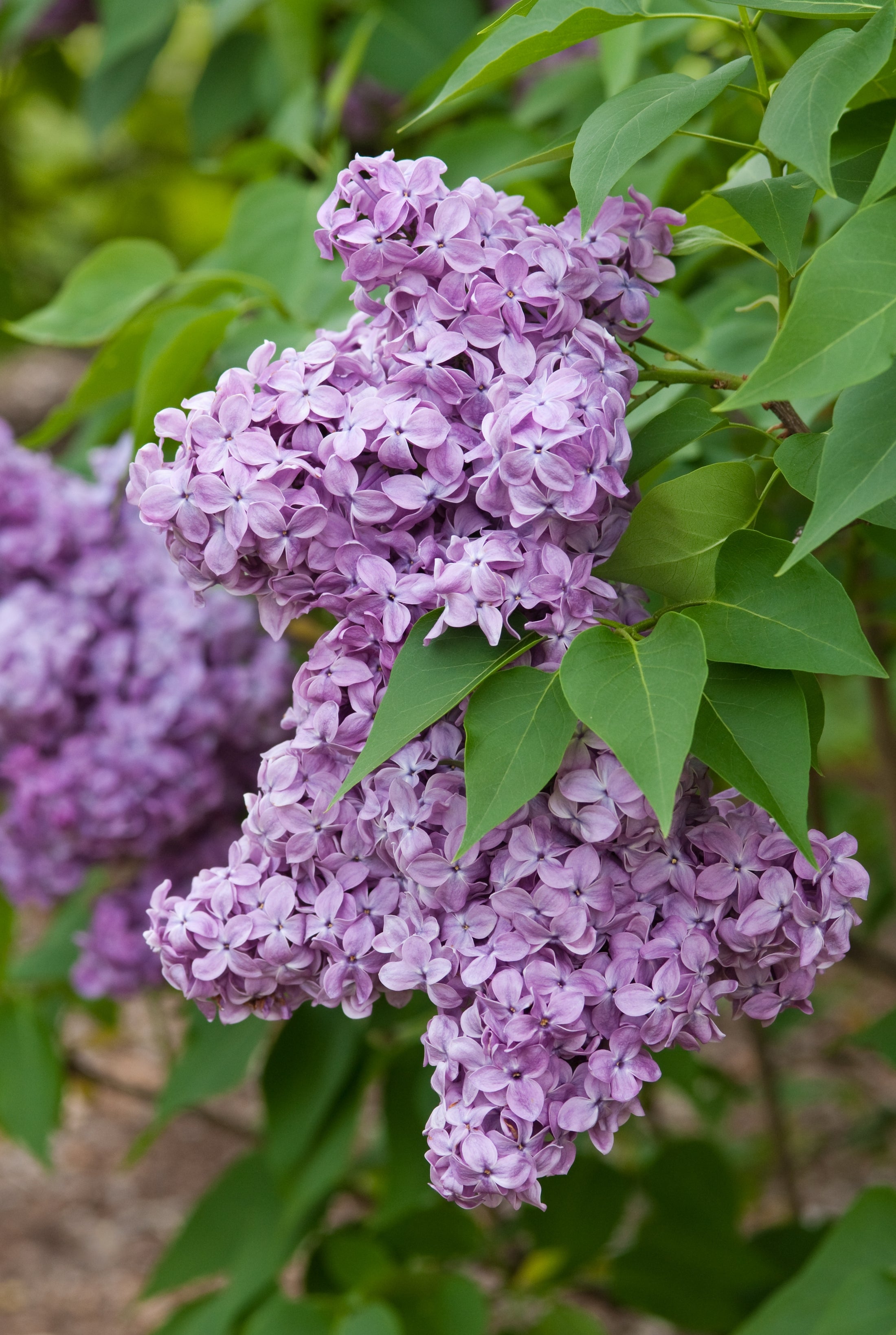 Syringa vulgaris 'Congo'