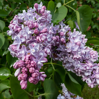 Lilas Katherine Havemeyer ‘Katherine Havemeyer’ (Syringa vulgaris)