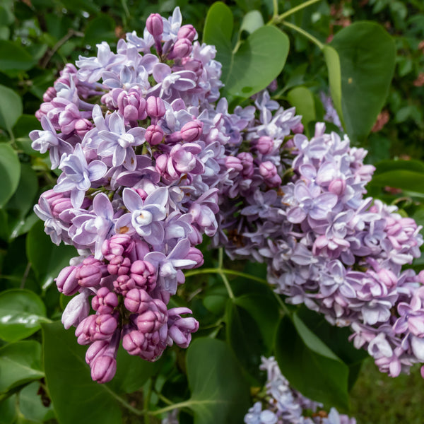 Syringa vulgaris 'Katherine Havemeyer'