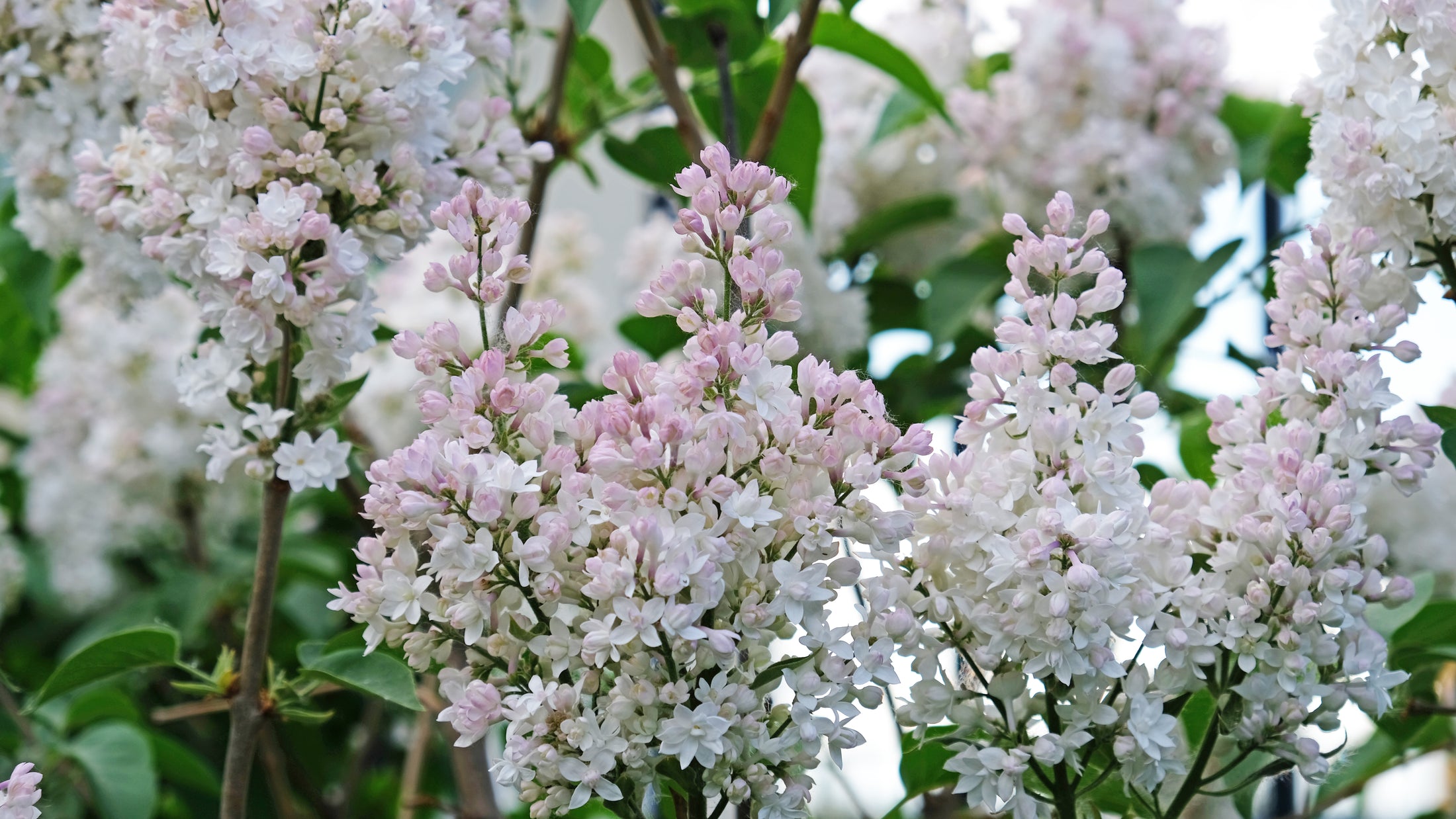 Syringa vulgaris 'Krasavitsa Moskvy'