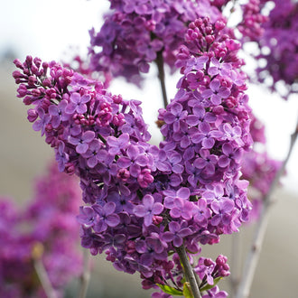 Lilas commun ‘Ludwig Spaeth’ (Syringa vulgaris)