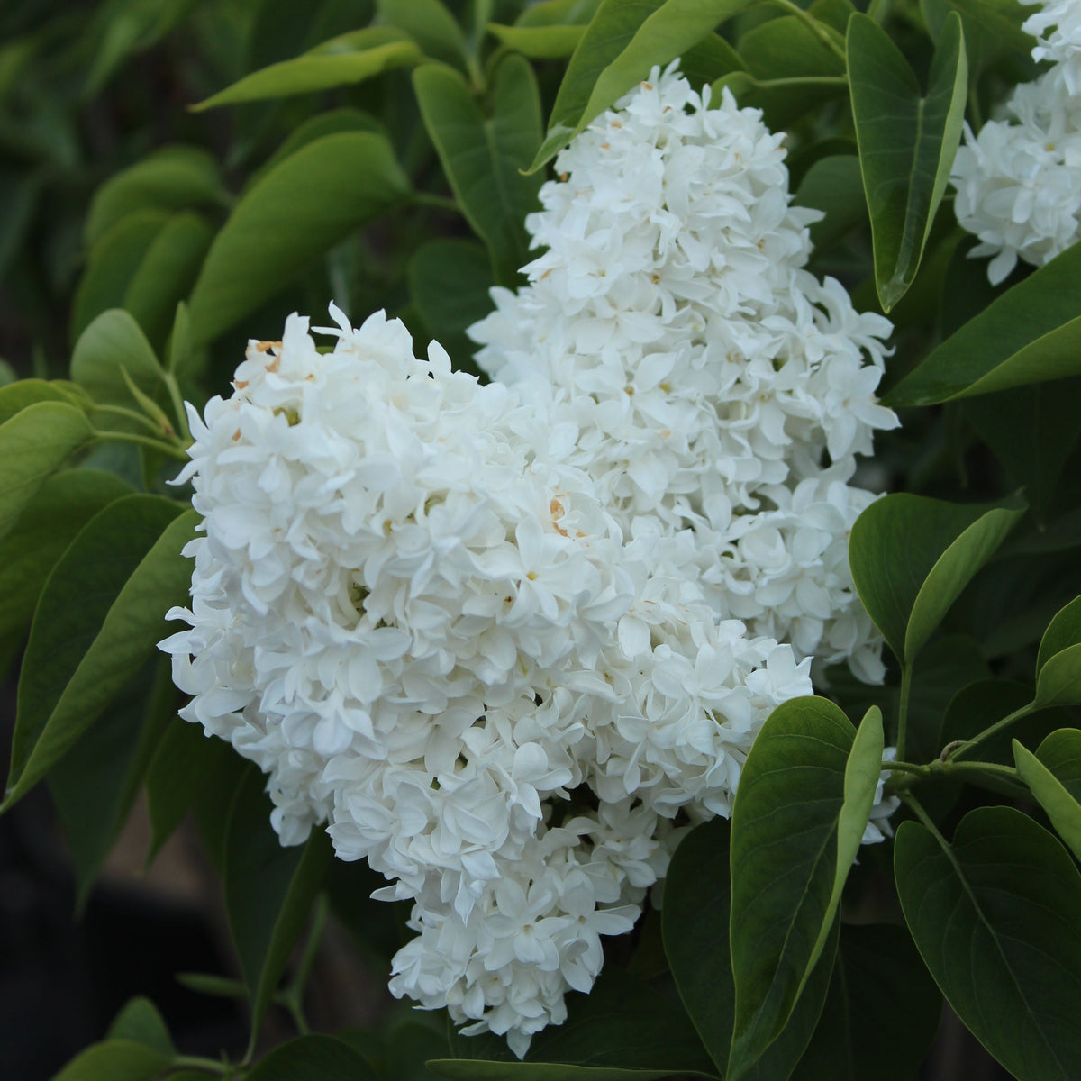 Lilas commun ‘Mme Lemoine’ (Syringa vulgaris)