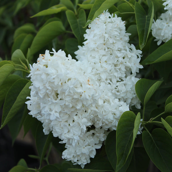 Syringa vulgaris 'Mme Lemoine'
