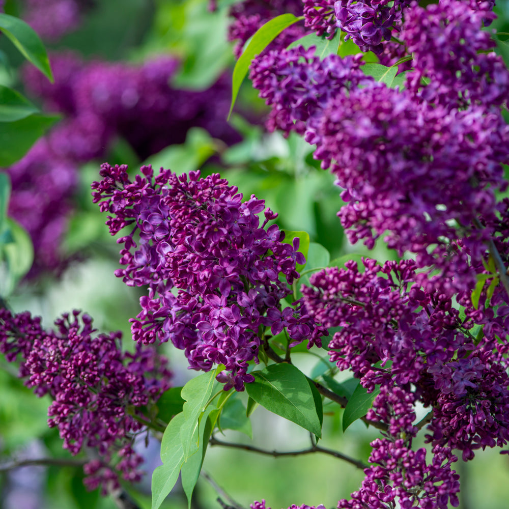 Lilas commun ‘Monge’ (Syringa vulgaris)