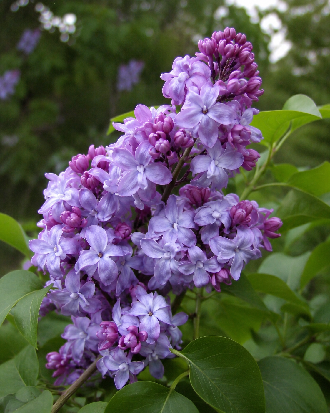 Syringa vulgaris 'Nadezhda'