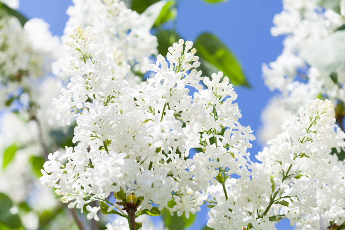 Syringa vulgaris 'New Age White'