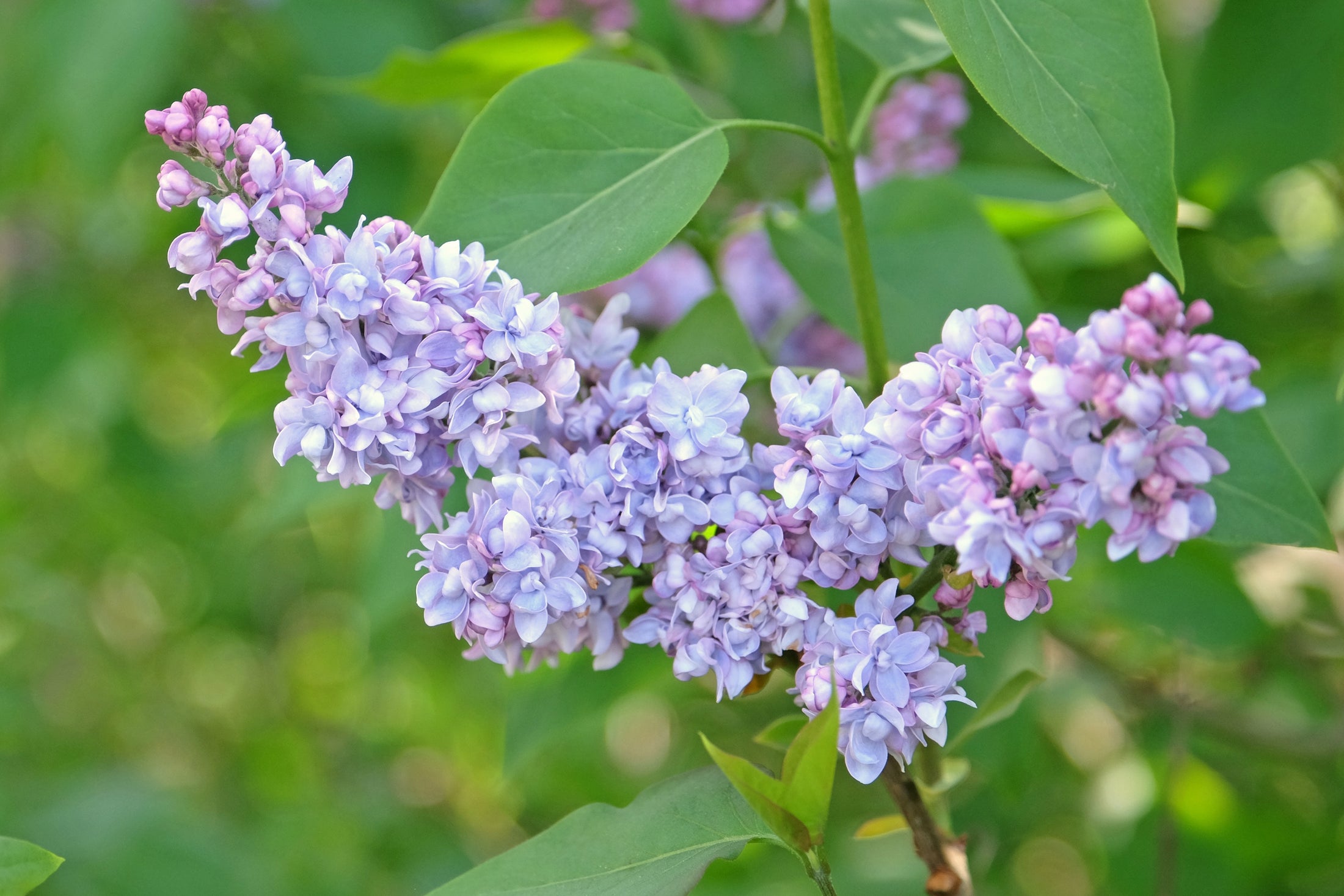 Syringa vulgaris 'President Grevÿ'