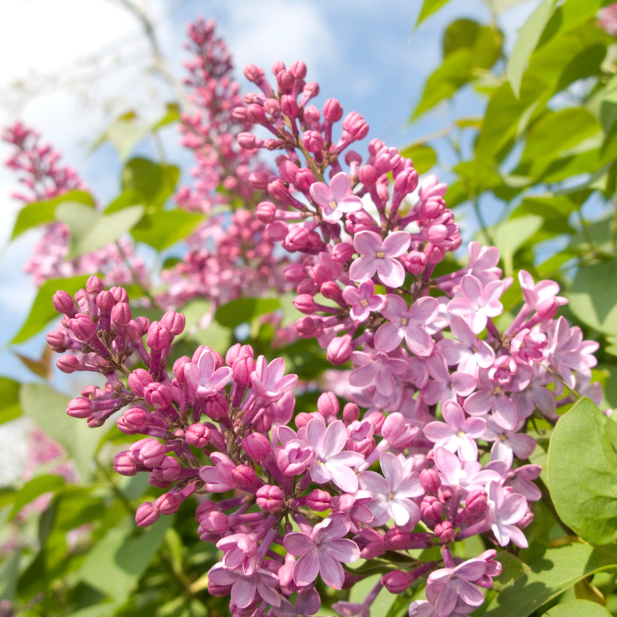 Lilas commun ‘Pride of Moscow’ (Syringa vulgaris)