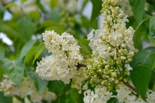 Syringa vulgaris 'Primrose'