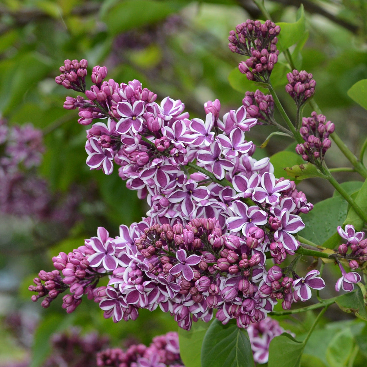Lilas commun ‘Sensation’ (Syringa vulgaris)