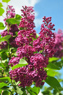 Syringa vulgaris 'Yankee Doodle'