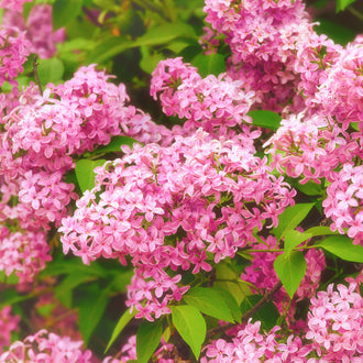 Lilas parfumé ‘Tinkerbelle’ (Syringa ×)