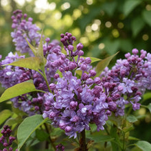 Syringa × hyacinthiflora 'Scentara Double Blue'