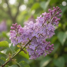Syringa × hyacinthiflora ‘Scentara Pura’