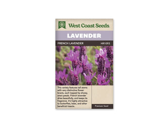 Sachet de lavande française West Coast Seeds présenté de face sur fond blanc. La photographie montre des épis pourpres foncés surmontés de grandes bractées violettes dressées, parmi des tiges et des feuilles vertes. Le bandeau mauve porte le mot LAVENDER, puis FRENCH LAVENDER apparaît sur la bande foncée. Une description en anglais figure dans la partie beige.