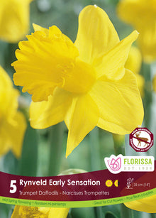Narcisse ‘Rijnveld’s Early Sensation’ ( Narcissus ) : un narcisse jaune à longue trompette dentelée. Le visuel Florissa présente la plante et son nom dans la partie inférieure de l’étiquette. La photographie occupe presque toute la surface, tandis que le bandeau du bas rassemble les indications du produit. Cette vue permet de reconnaître son apparence et de distinguer la variété présentée.