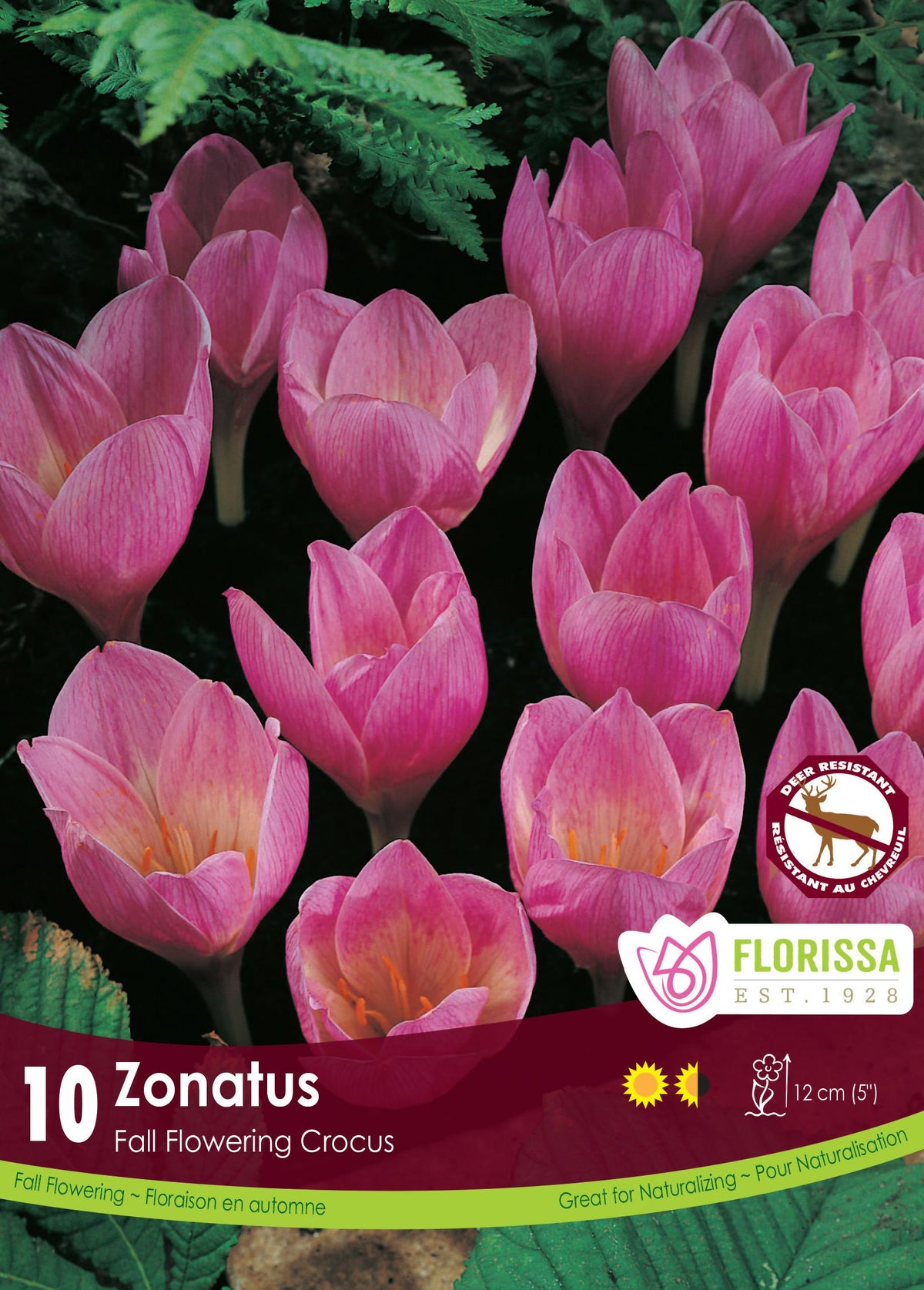 Crocus zonatus (<em>Crocus kotschyanus</em>)
