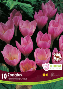 Crocus zonatus (<em>Crocus kotschyanus</em>)