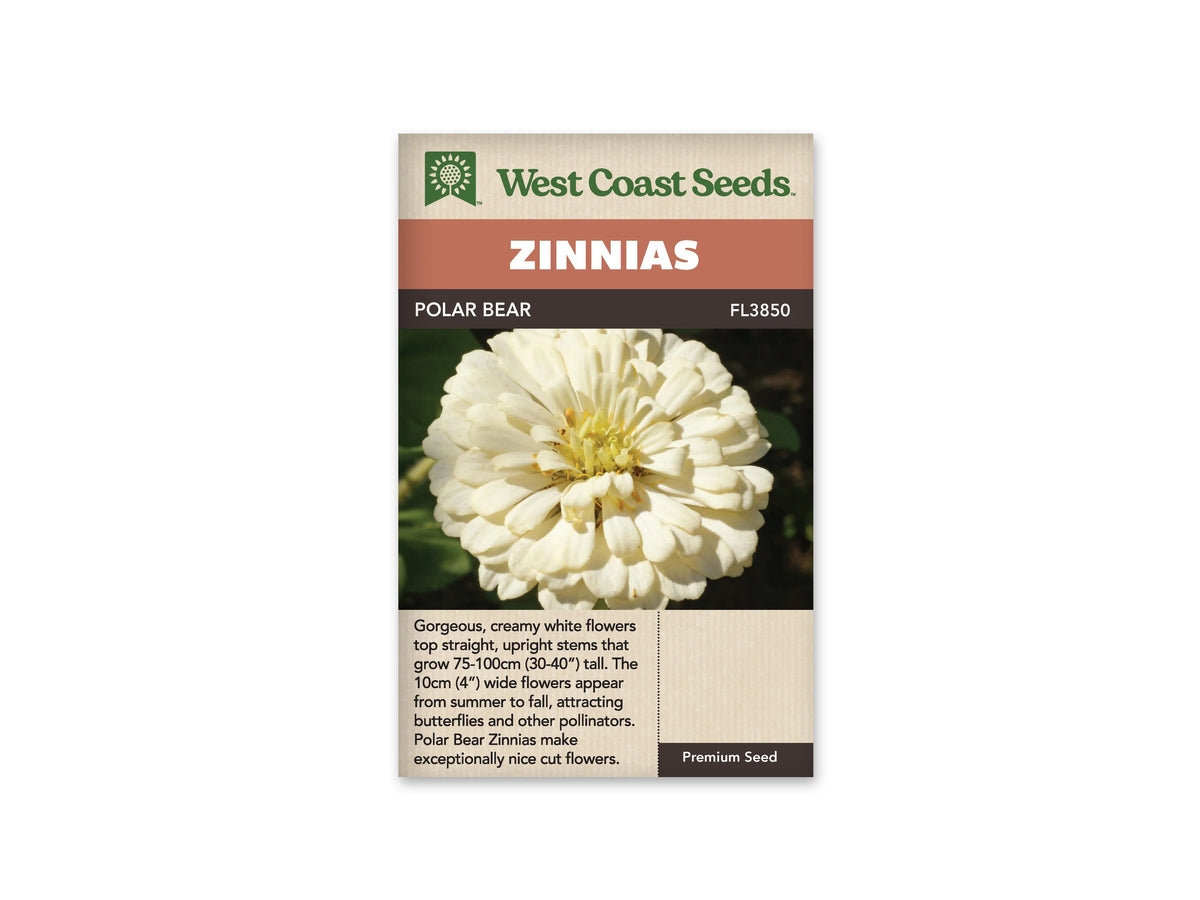 Sachet West Coast Seeds Polar Bear montrant une fleur ronde blanc crème. Plusieurs rangs de pétales larges entourent un centre pâle, où se voient de petites touches jaunes. Le fond de la photo est vert et sombre. Le nom Polar Bear figure dans le bandeau brun, au-dessus de la fleur photographiée.