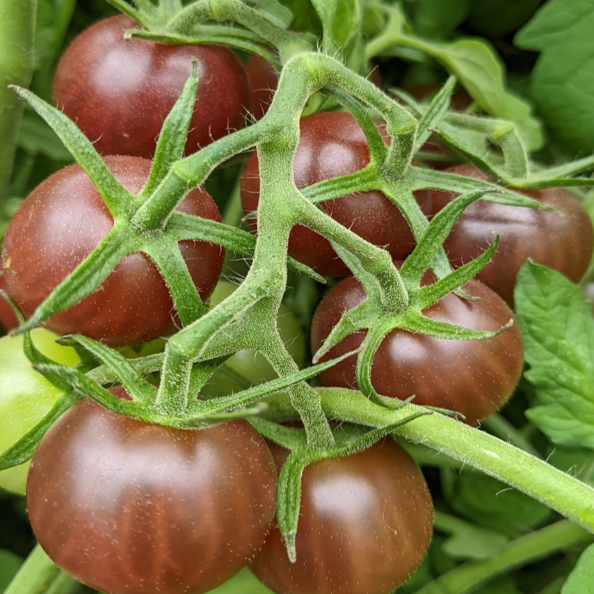 Tomate cerise ‘Black Opal’ bio (Solanum lycopersicum ‘Black Opal’)