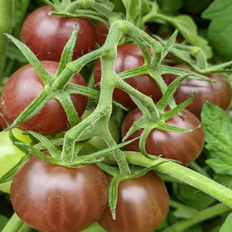 Plant indéterminé de tomate cerise Black Opal biologique solidement tuteuré, portant de longues grappes de petits fruits pourpre foncé presque noirs parmi un feuillage vert sain. La présentation montre la peau fine, la coloration variable des fruits et l’accès nécessaire pour récolter fréquemment sans abîmer les grappes. Pour la présentation visuelle, observez chaque plant avant d’ajuster les soins.
