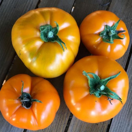 Organic 'Persimmon' Tomato