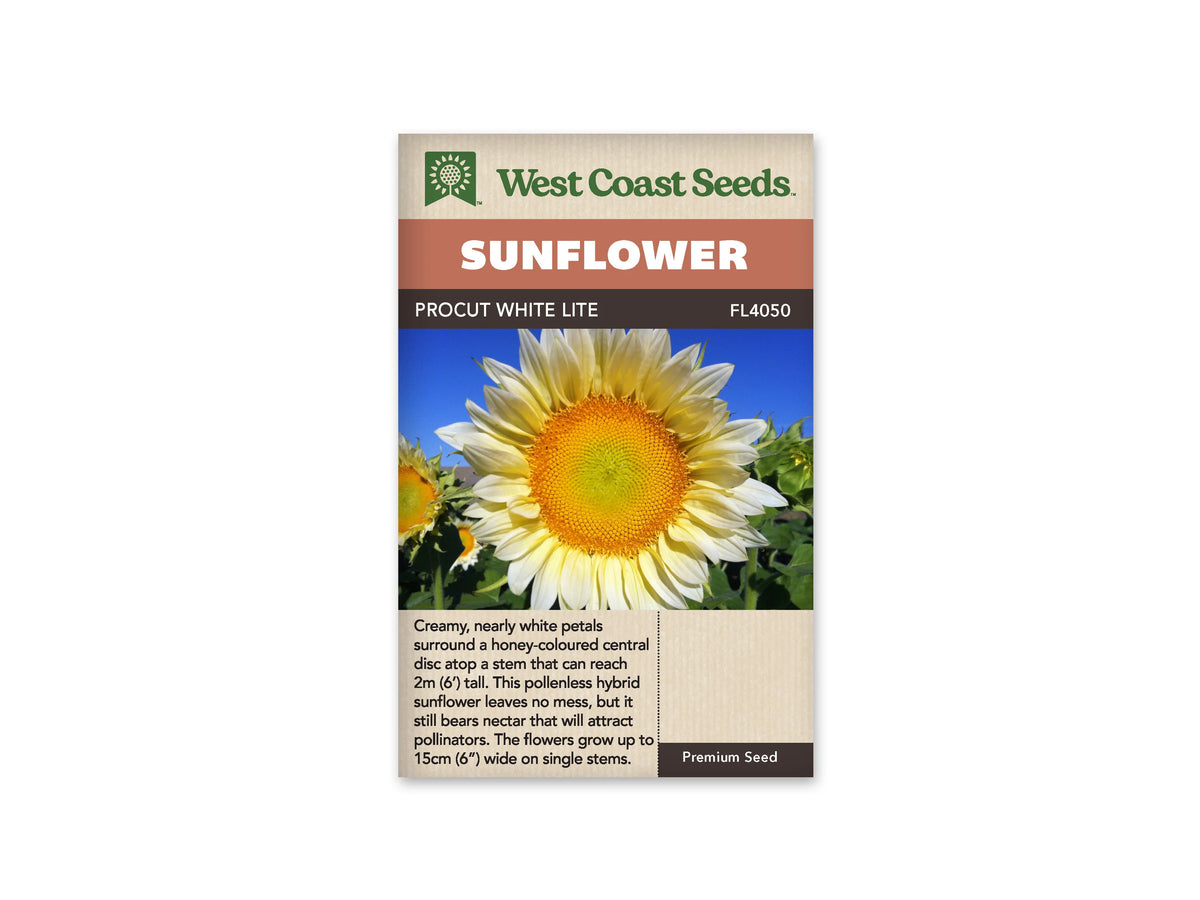 Sachet beige de semences ProCut White Lite avec bandeau terre cuite et nom sur fond brun. Une grande fleur aux pétales crème presque blancs occupe le centre de la photographie. Son disque jaune doré devient verdâtre au milieu. D'autres fleurs et des feuilles vertes apparaissent sur les côtés, devant un ciel bleu vif.