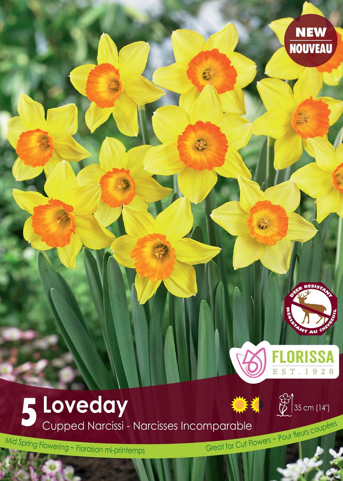 Narcisse ‘Loveday’ ( Narcissus ) : des narcisses jaunes à couronne orangée. Le visuel Florissa présente la plante et son nom dans la partie inférieure de l’étiquette. La photographie occupe presque toute la surface, tandis que le bandeau du bas rassemble les indications du produit. Cette vue permet de reconnaître son apparence et de distinguer la variété présentée.