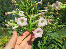 'Black Sea Canik' Tobacco