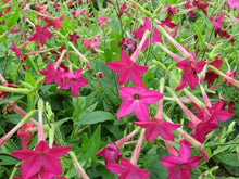 'Crimson Bedder' Tobacco