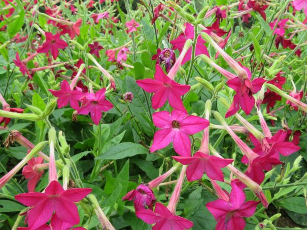 'Crimson Bedder' Tobacco