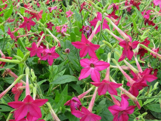 Tobacco 'Crimson Bedder'
