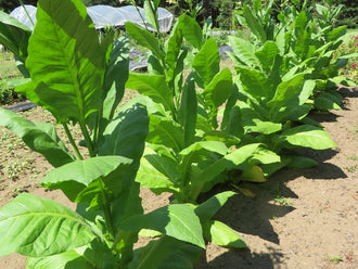Tobacco 'L'Assomption'