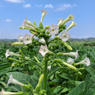 De longues fleurs tubulaires blanc crème se regroupent au sommet d’une tige verte dressée. Plusieurs extrémités s’ouvrent en petites étoiles claires, avec un centre plus sombre. Des boutons allongés s’inclinent autour du groupe. De grandes feuilles vertes occupent le bas, devant un fond de végétation et un ciel bleu où apparaissent quelques petits nuages blancs.