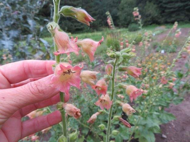 'Peach Screamer' Tobacco