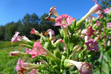 'Petit Canadien' Tobacco