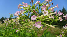 'Virginia Gold' Tobacco