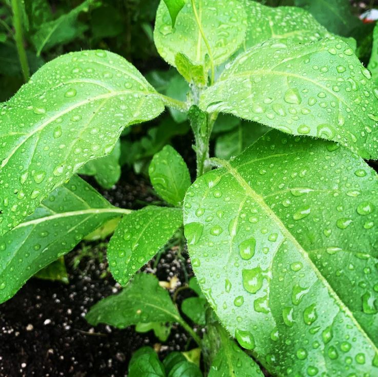 Organic 'Wild Tobacco'