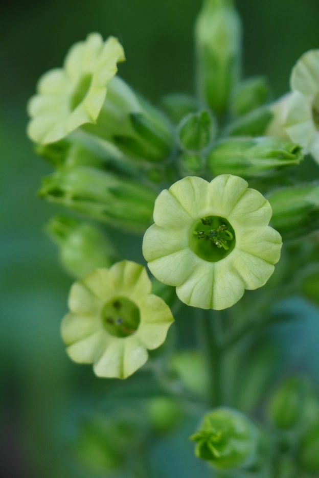 Sacred tobacco