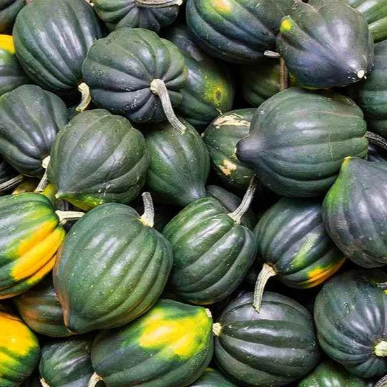 Pepper Squash 'Table Queen' organic