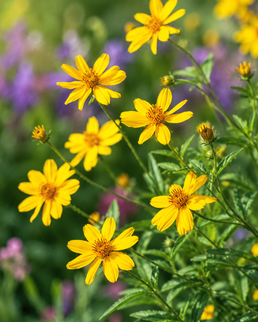 Pineapple Marigold