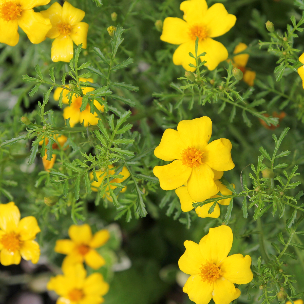 Lemon marigold