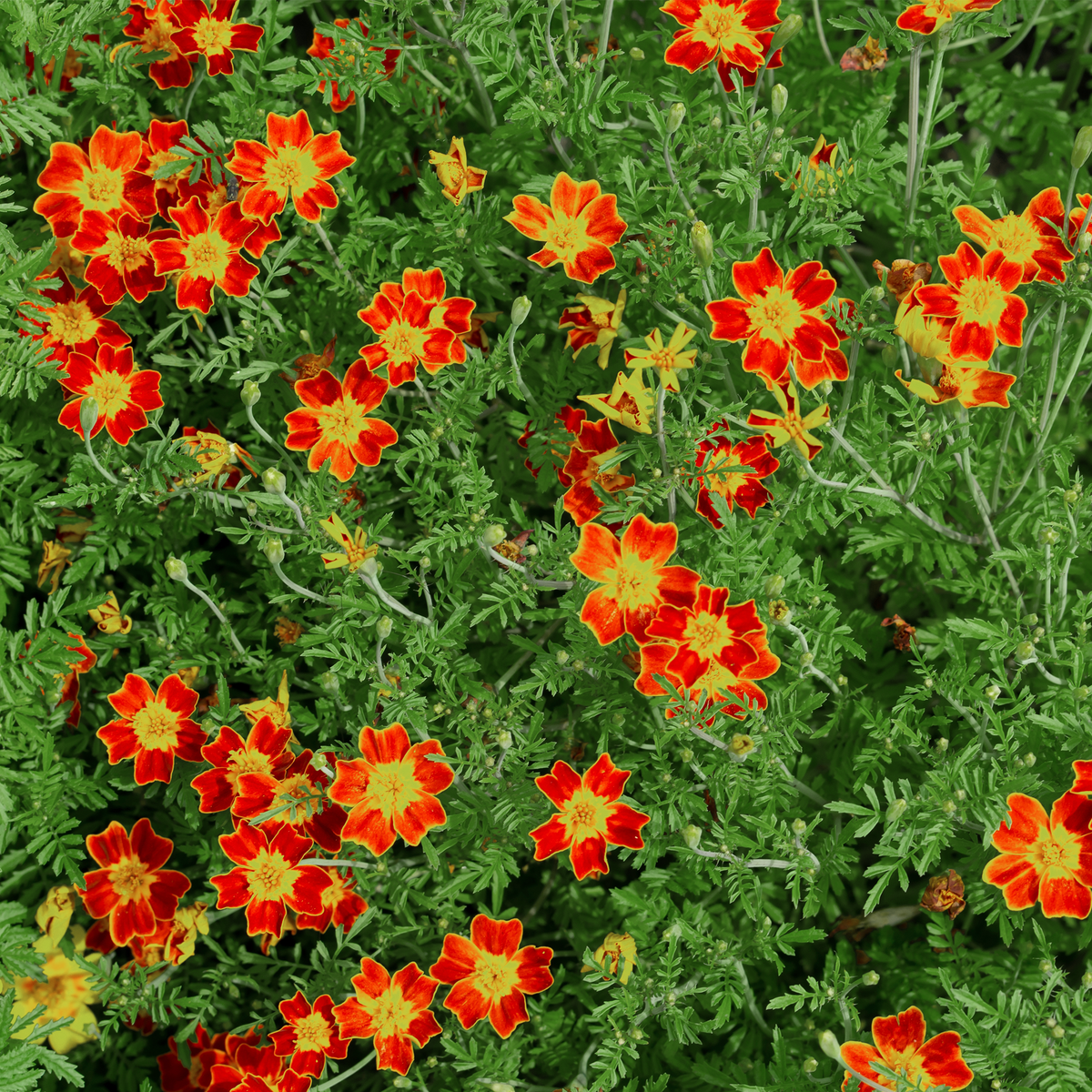 Tagetes paprika