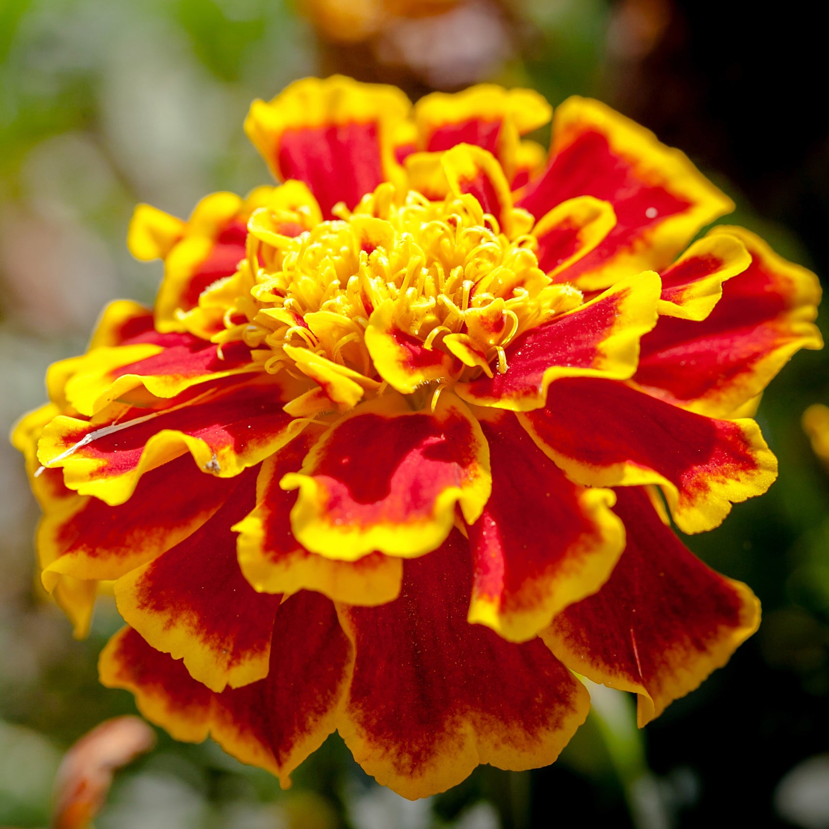 Tagète ‘French Sparkly’ bio (<em>Tagetes patula</em> ‘French Sparkly’)